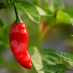 Not Native to Indonesia, How Chili Peppers Traveled from the Americas to Become an Essential Part of Indonesian Cuisine