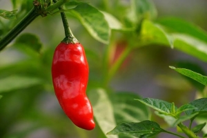 Not Native to Indonesia, How Chili Peppers Traveled from the Americas to Become an Essential Part of Indonesian Cuisine